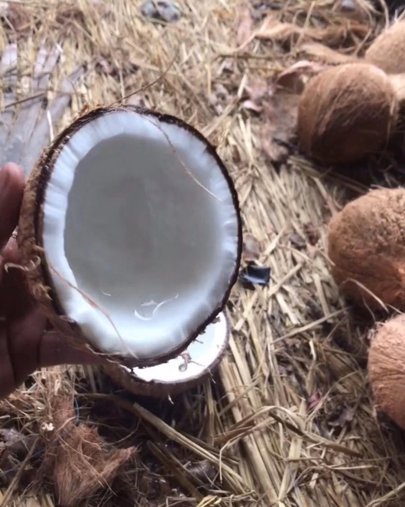 海南椰子6个装新鲜当季水果去皮椰青有椰宝可煲汤榨果汁