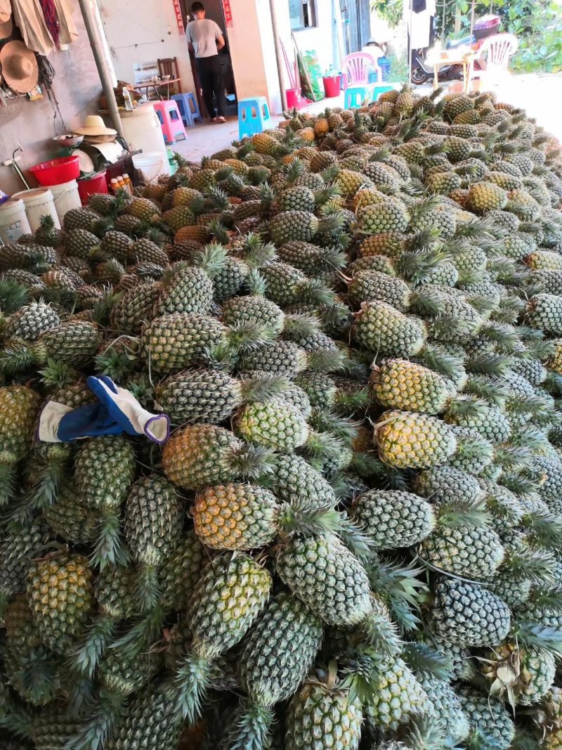 4号台农小目手撕凤梨苗，菠萝苗，用手撕的凤梨，很甜