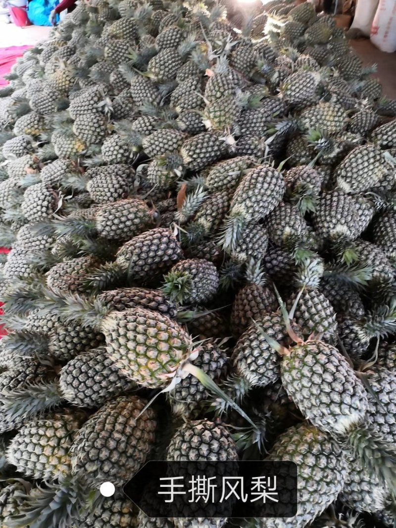 4号台农小目手撕凤梨苗，菠萝苗，用手撕的凤梨，很甜