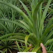 22号西瓜凤梨苗，菠萝苗，台湾品种，大果可达到12斤