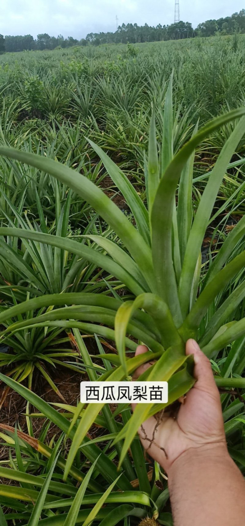 22号西瓜凤梨苗，菠萝苗，台湾品种，大果可达到12斤
