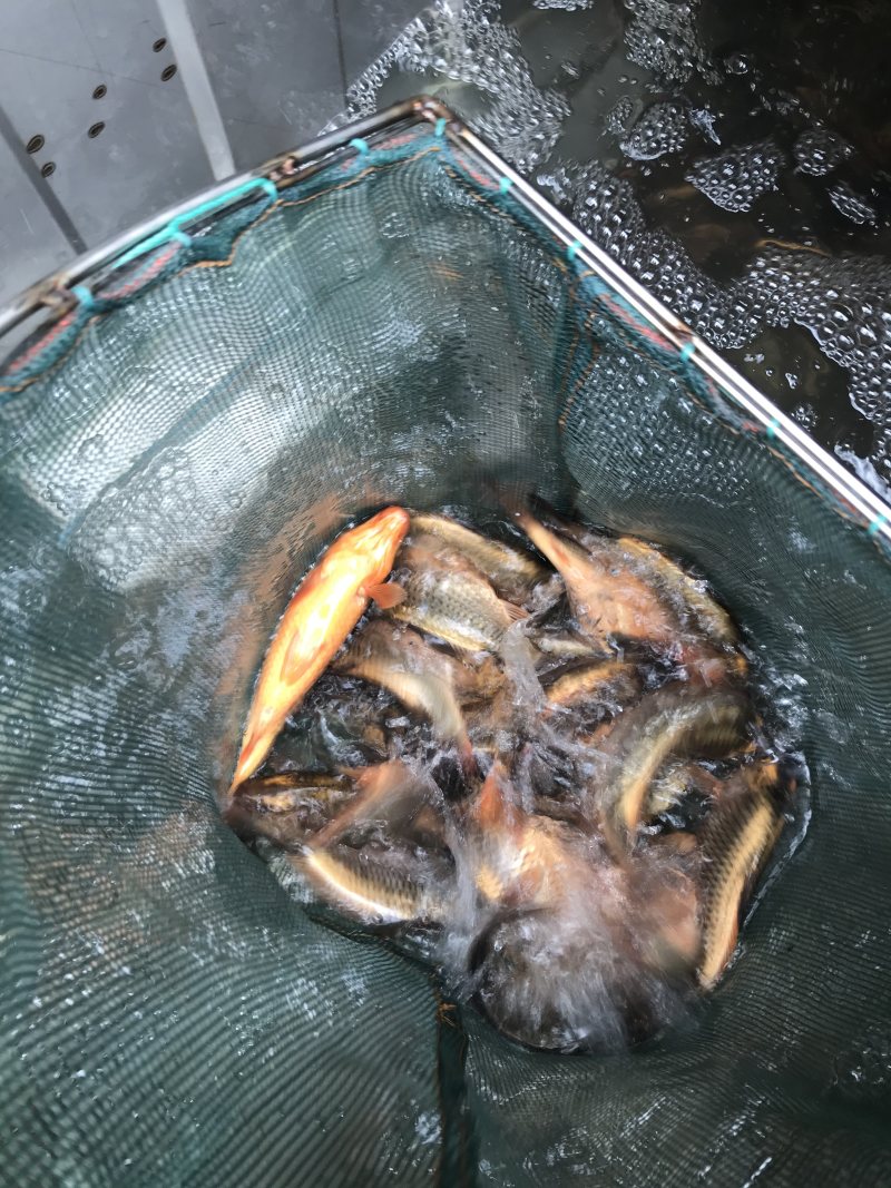 红白花背鲤
