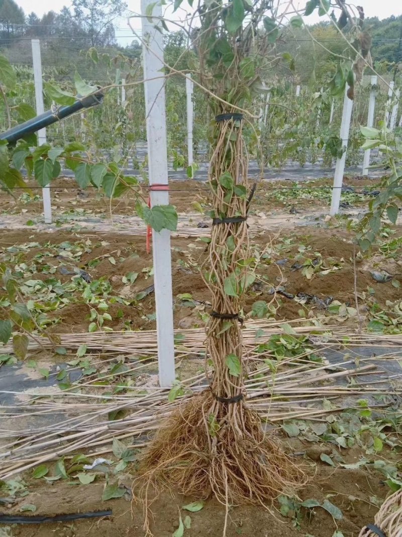 恒优一号软枣猕猴桃，赤焰，龙成二号，金艳，泰山一号，紫美