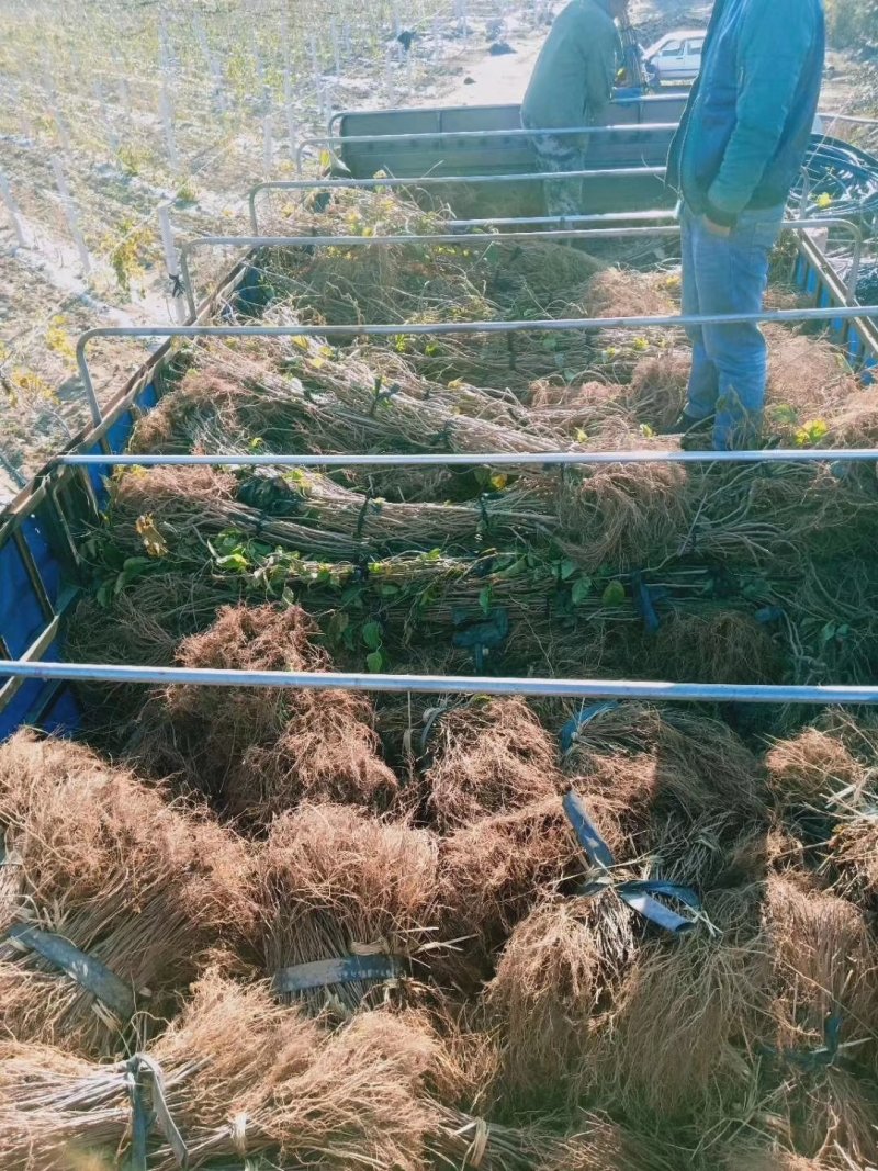 恒优一号软枣猕猴桃，赤焰，龙成二号，金艳，泰山一号，紫美