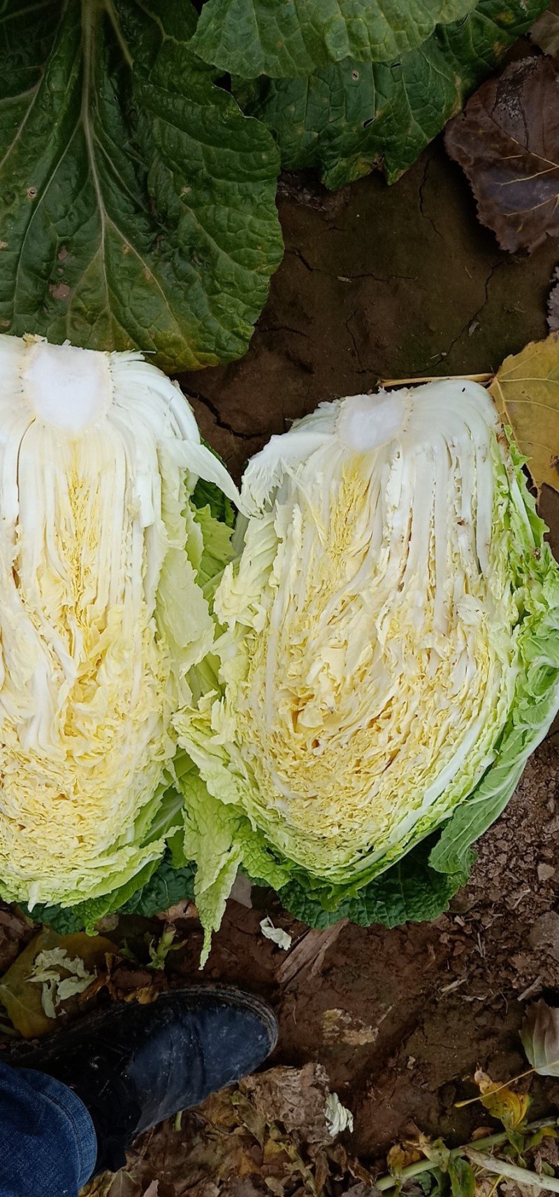 黄心白菜，大黄心，小黄心可以按客户要求加工各种规格包装，