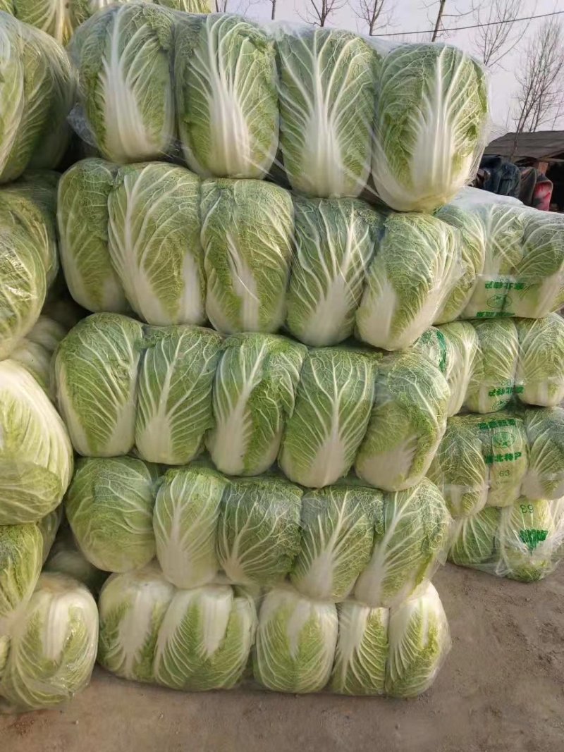 黄心白菜，大黄心，小黄心可以按客户要求加工各种规格包装，