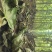 楸树3公分4公分楸树