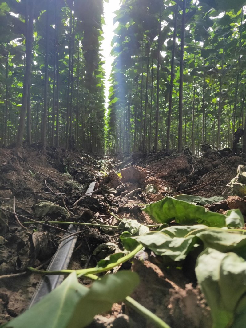 楸树3公分4公分楸树