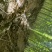 楸树3公分4公分楸树