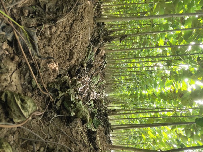 楸树3公分4公分楸树