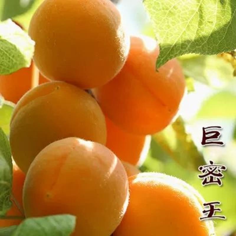 （热销杏树苗）特大甜杏嫁接树苗基地直销现挖现卖南北方种植