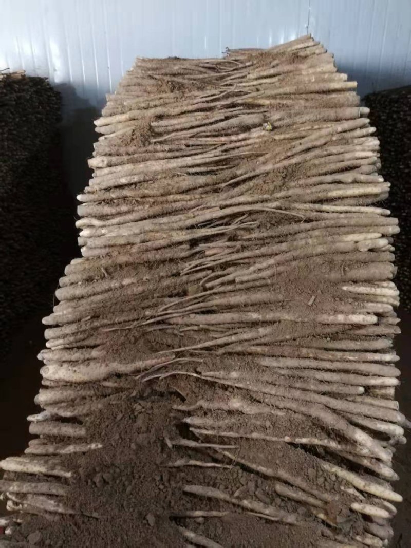 小白嘴山药生产基地直接供应