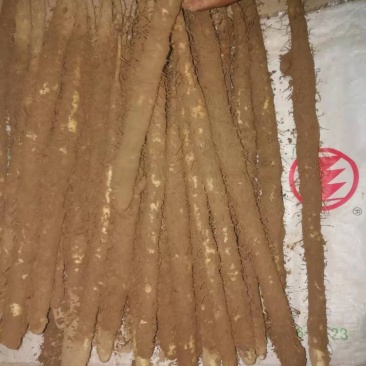 小白嘴山药生产基地直接供应