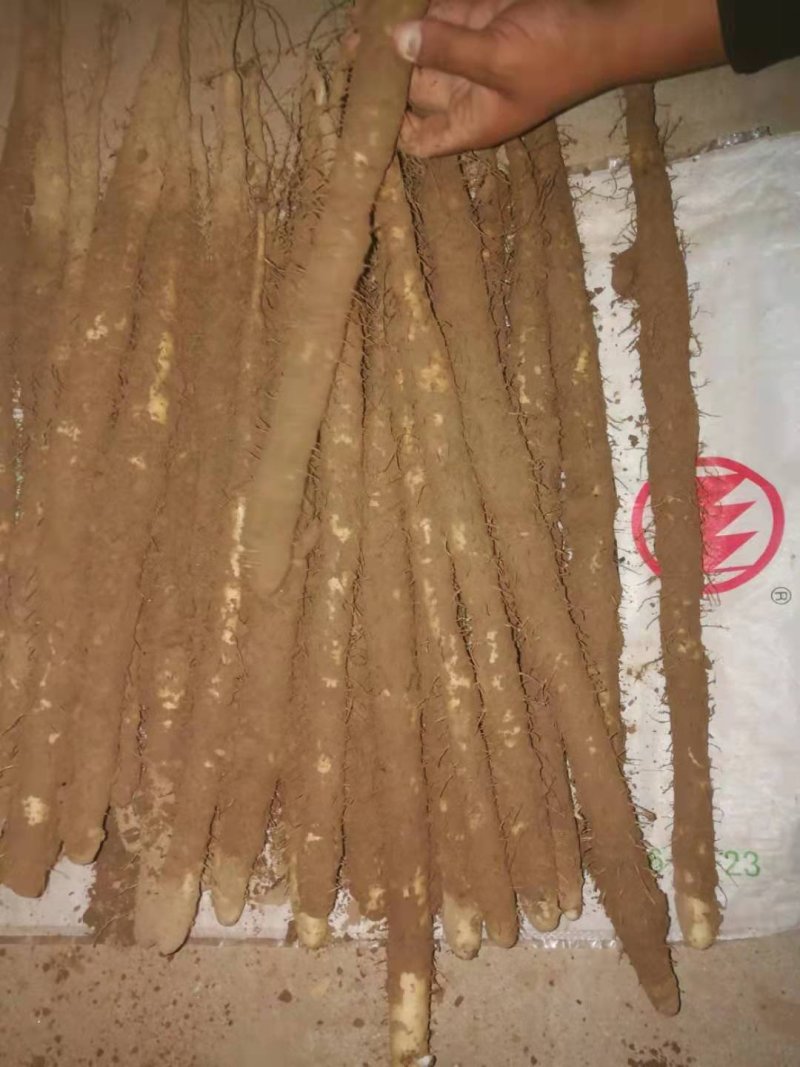 小白嘴山药生产基地直接供应