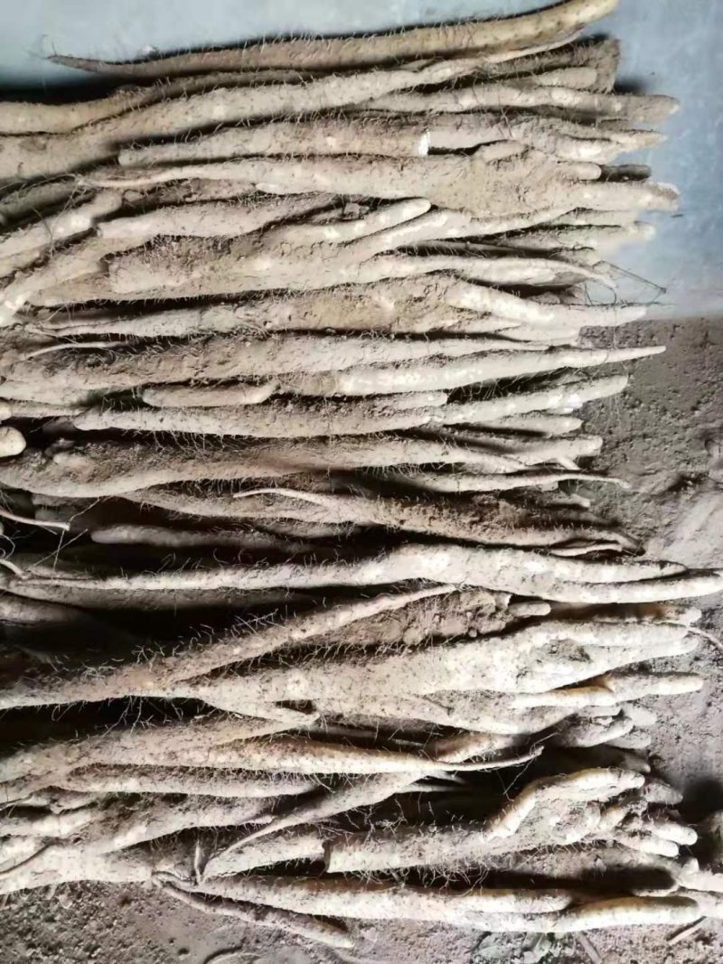 小白嘴山药生产基地直接供应