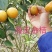 广西柳州融安县优质滑皮金桔苗，量大从优，可看视频包邮