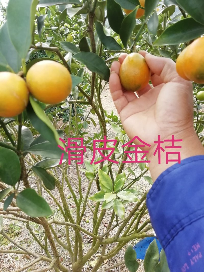 广西柳州融安县优质滑皮金桔苗，量大从优，可看视频包邮