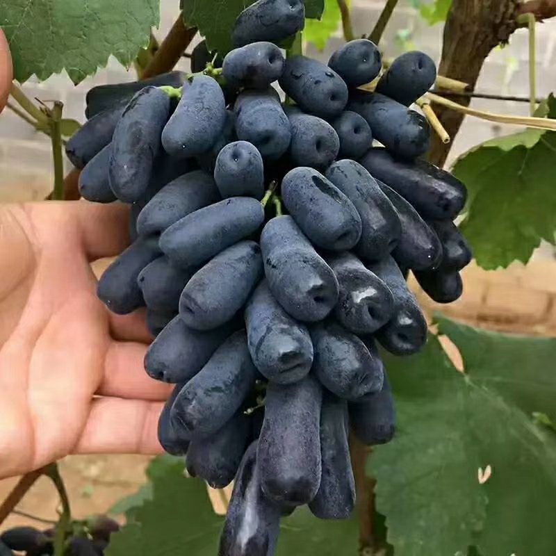 蓝宝石葡萄树苗果树苗葡萄苗盆栽室内爬藤南北方品种种植当年