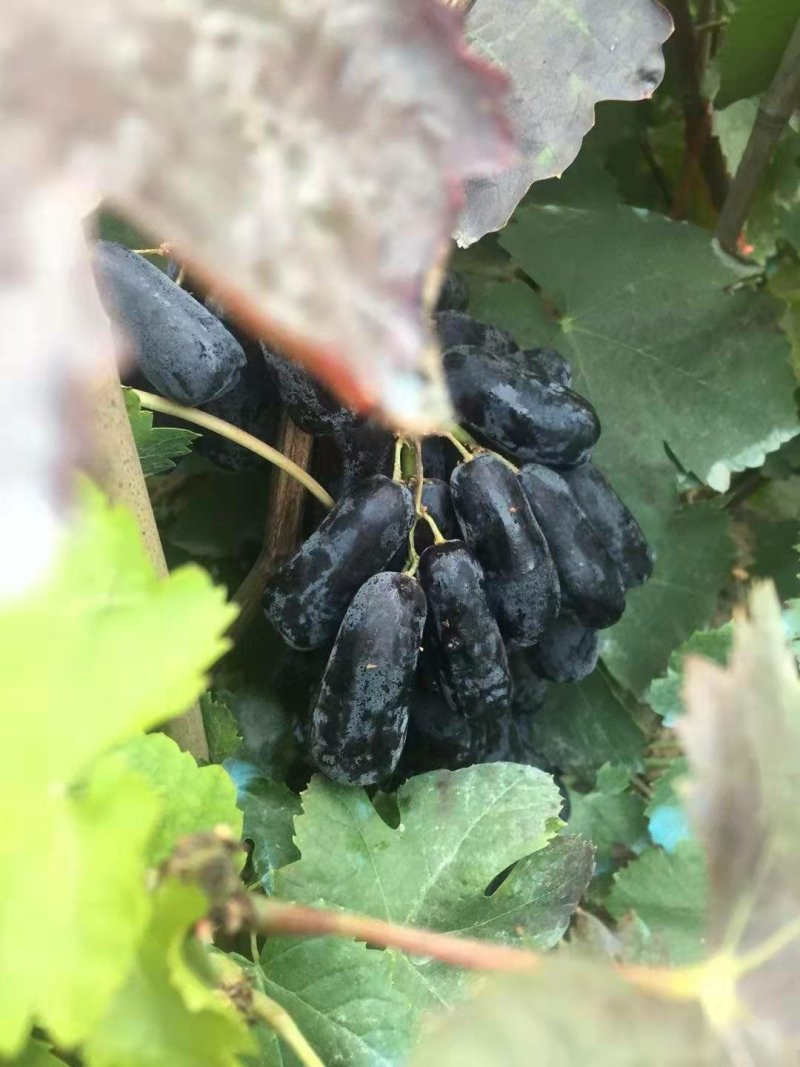 蓝宝石葡萄树苗果树苗葡萄苗盆栽室内爬藤南北方品种种植当年