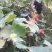 蓝宝石葡萄树苗果树苗葡萄苗盆栽室内爬藤南北方品种种植当年