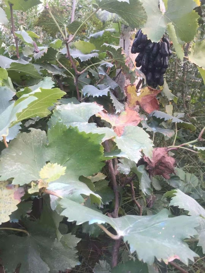 蓝宝石葡萄树苗果树苗葡萄苗盆栽室内爬藤南北方品种种植当年