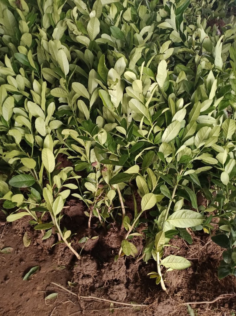 柠檬苗柠檬树苗清香柠檬嫁接苗香水柠檬苗适合盆栽地栽柠檬