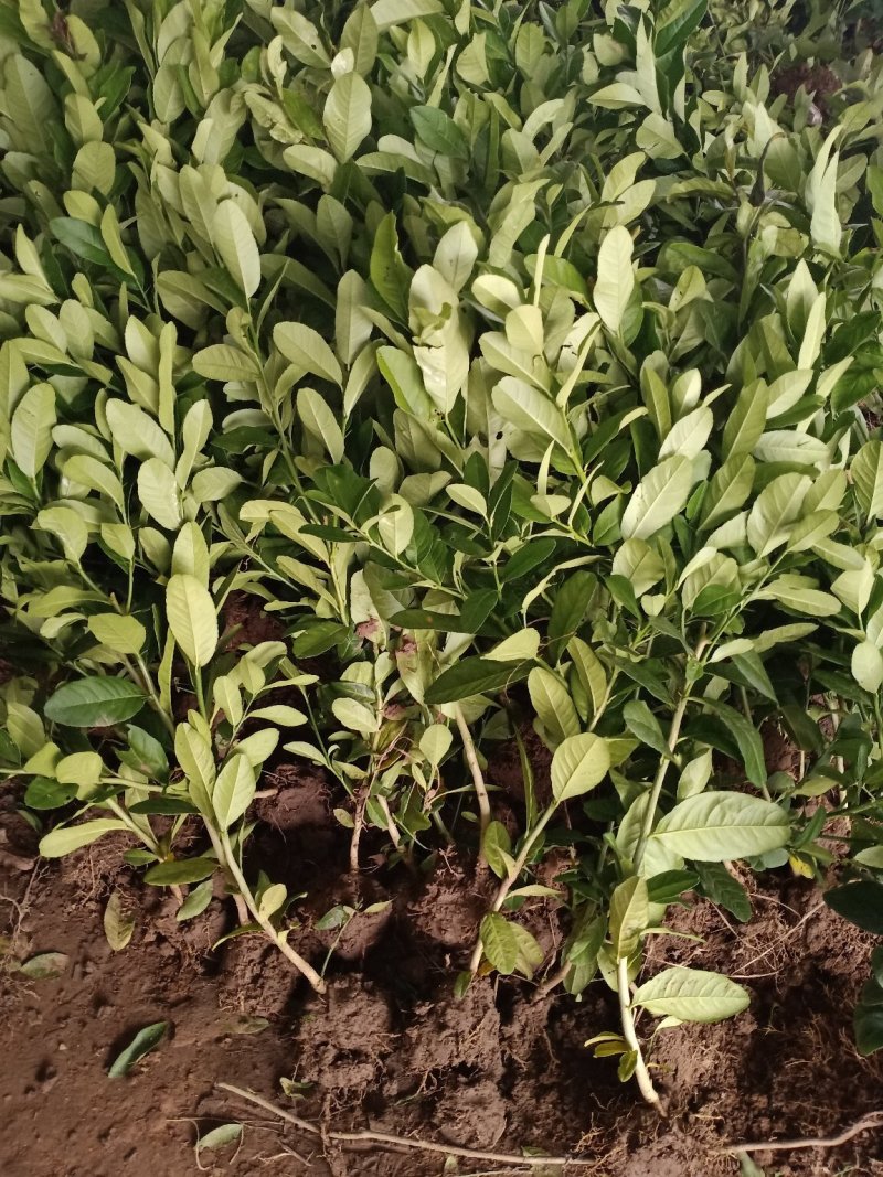 柠檬苗柠檬树苗清香柠檬嫁接苗香水柠檬苗适合盆栽地栽柠檬
