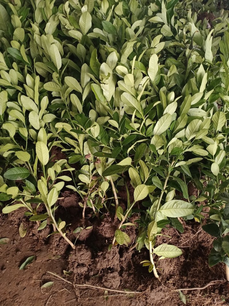 柠檬苗柠檬树苗清香柠檬嫁接苗香水柠檬苗适合盆栽地栽柠檬