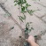 桂花树苗桂花树苗桂花盆栽室内嫁接四季桂金桂丹桂沉香桂桂花