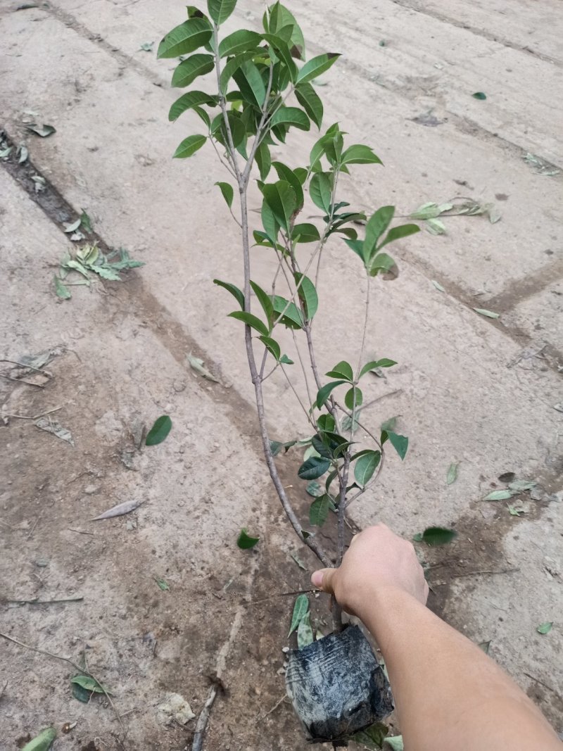 桂花树苗桂花树苗桂花盆栽室内嫁接四季桂金桂丹桂沉香桂桂花