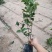 桂花树苗桂花树苗桂花盆栽室内嫁接四季桂金桂丹桂沉香桂桂花