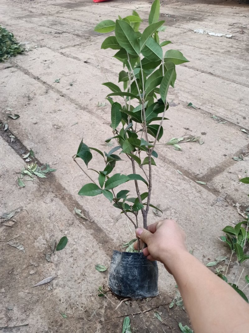 桂花树苗桂花树苗桂花盆栽室内嫁接四季桂金桂丹桂沉香桂桂花