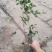 桂花树苗桂花树苗桂花盆栽室内嫁接四季桂金桂丹桂沉香桂桂花