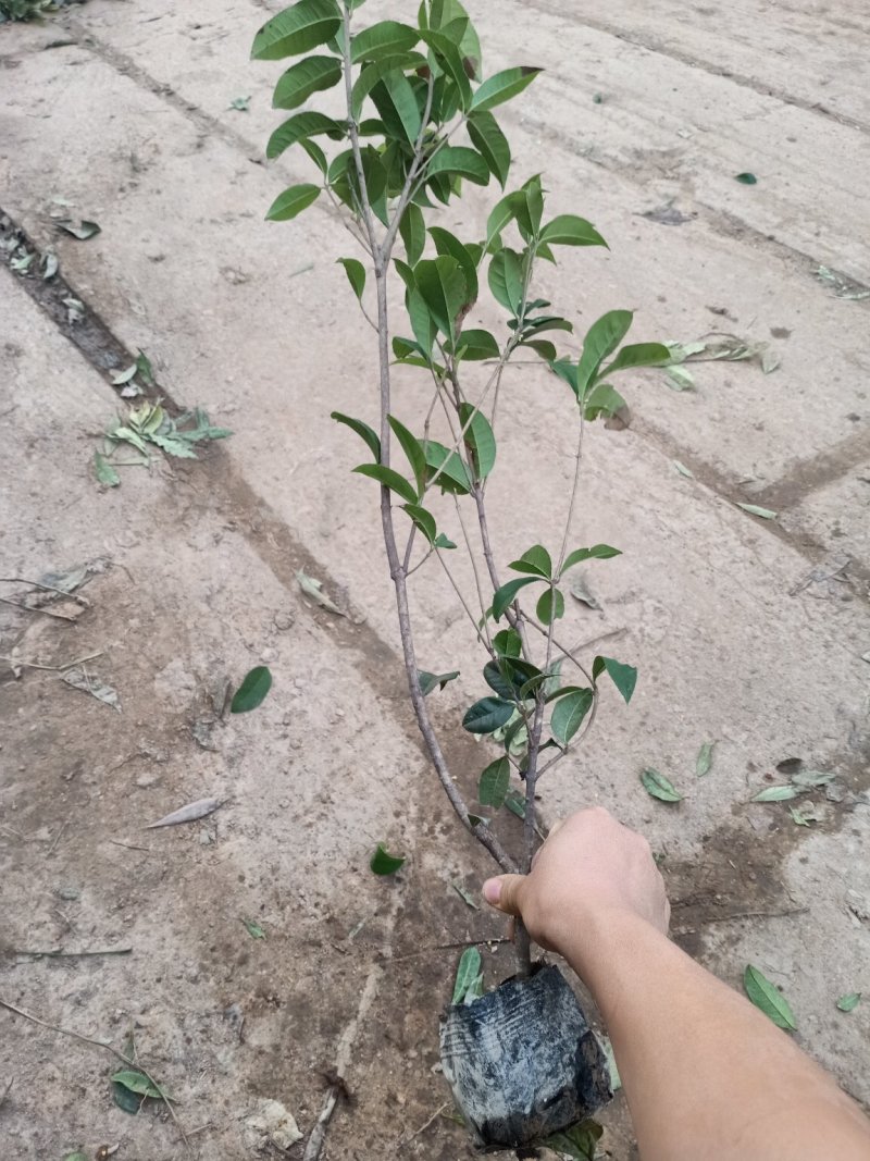 桂花树苗桂花树苗桂花盆栽室内嫁接四季桂金桂丹桂沉香桂桂花