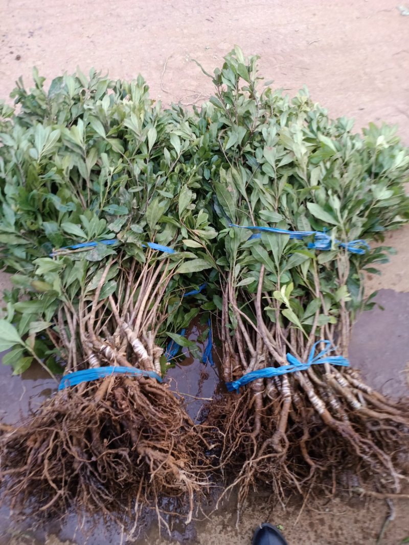 杨梅苗杨梅树树苗嫁接东魁杨梅树苗南北方种植果树苗当
