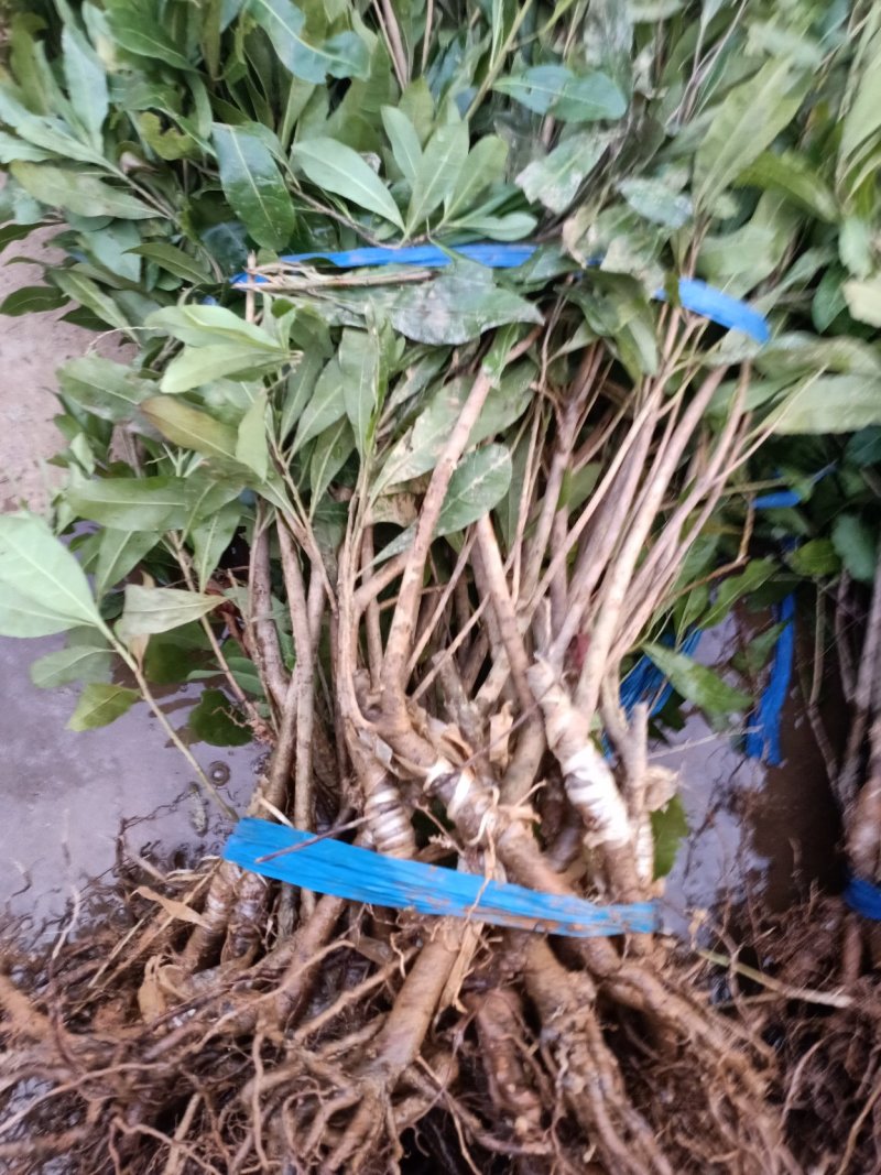 杨梅苗杨梅树树苗嫁接东魁杨梅树苗南北方种植果树苗当