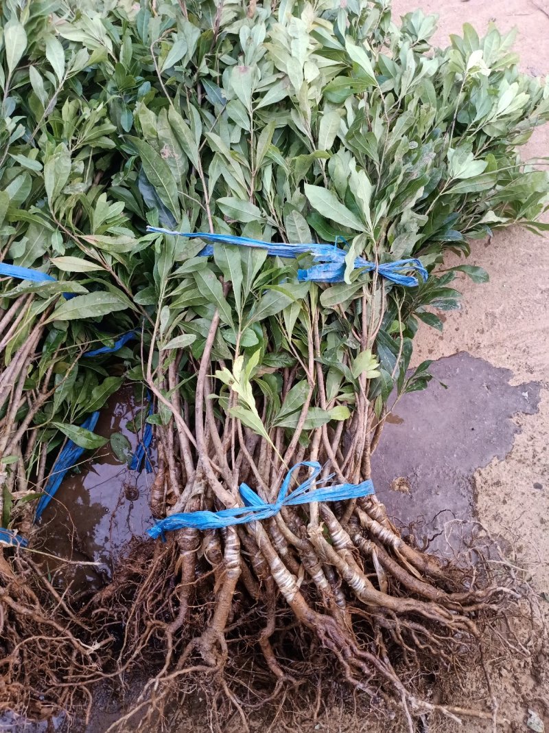 杨梅苗杨梅树树苗嫁接东魁杨梅树苗南北方种植果树苗当