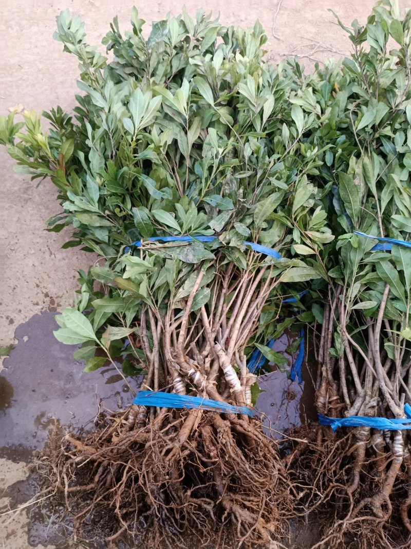 杨梅苗杨梅树树苗嫁接东魁杨梅树苗南北方种植果树苗当