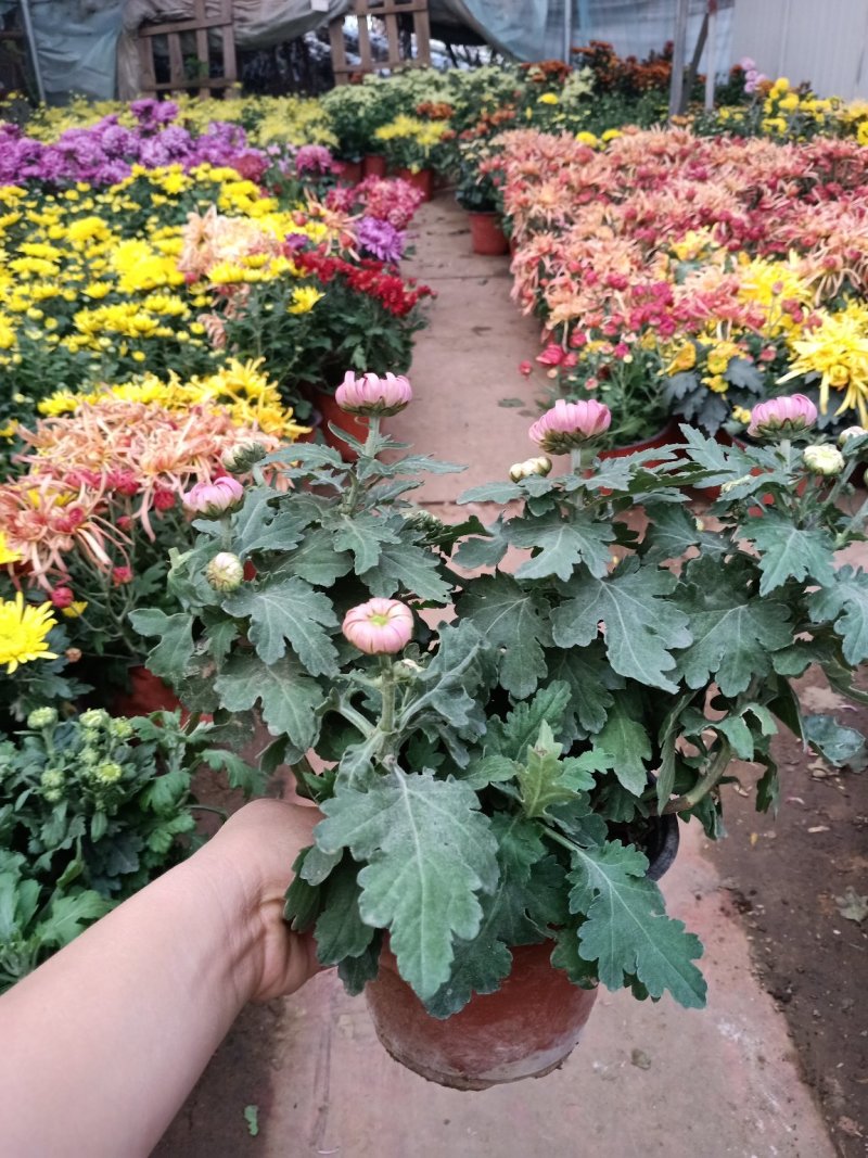 菊花盆栽菊花盆栽带花苞四季开花九月菊带花秋菊大苗花苗室内