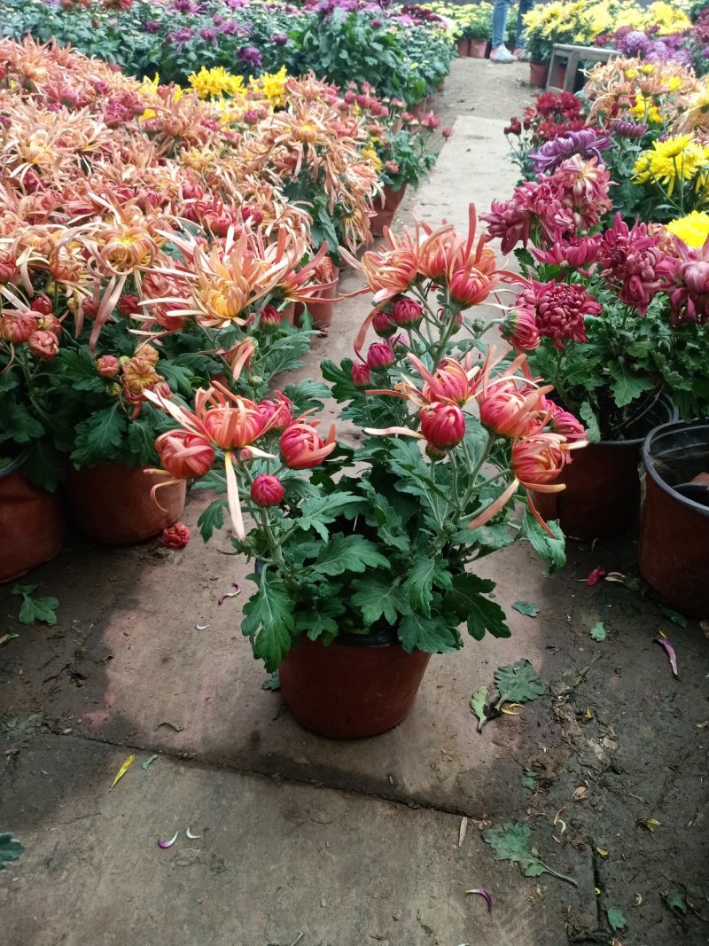 菊花盆栽菊花盆栽带花苞四季开花九月菊带花秋菊大苗花苗室内