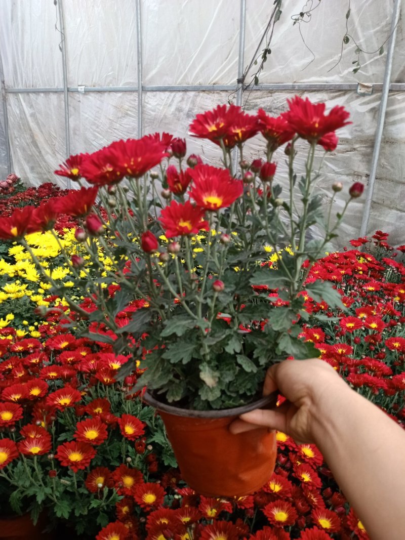 菊花盆栽菊花盆栽带花苞四季开花九月菊带花秋菊大苗花苗室内