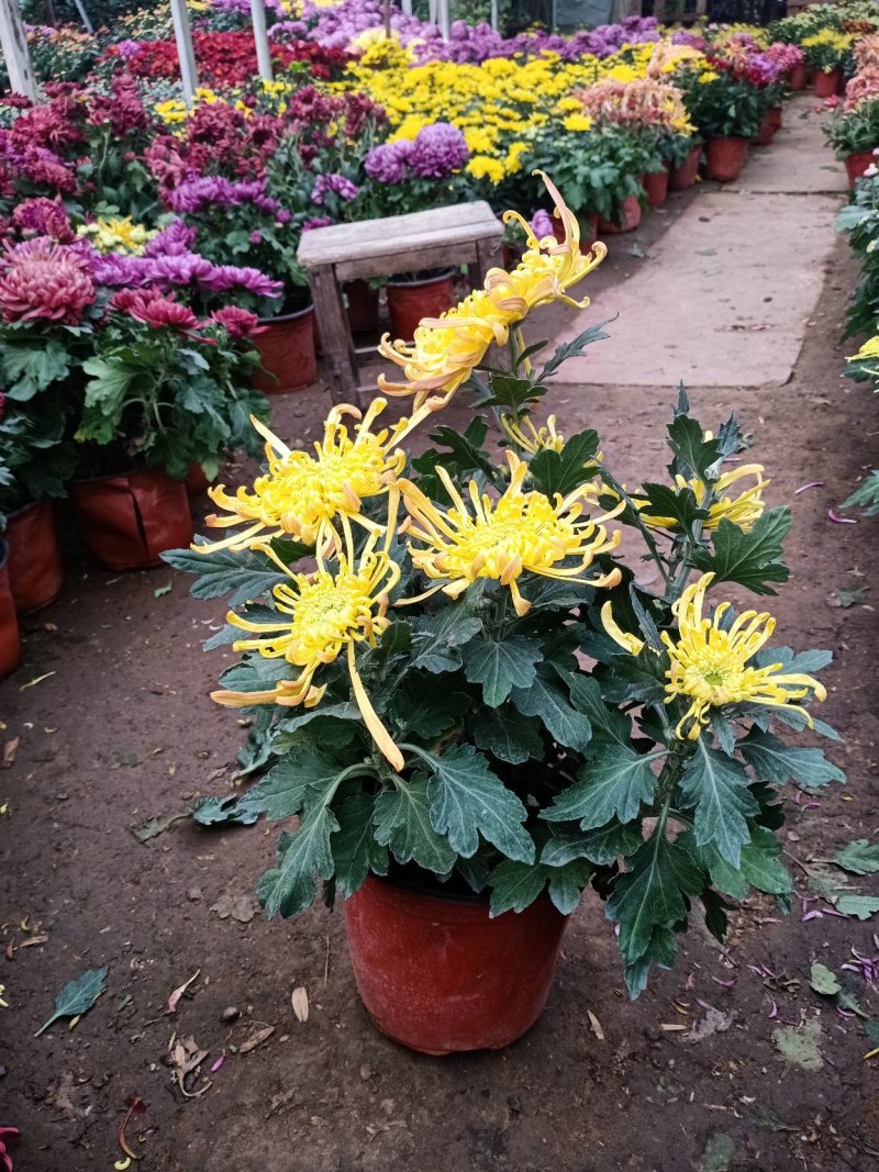 菊花盆栽菊花盆栽带花苞四季开花九月菊带花秋菊大苗花苗室内