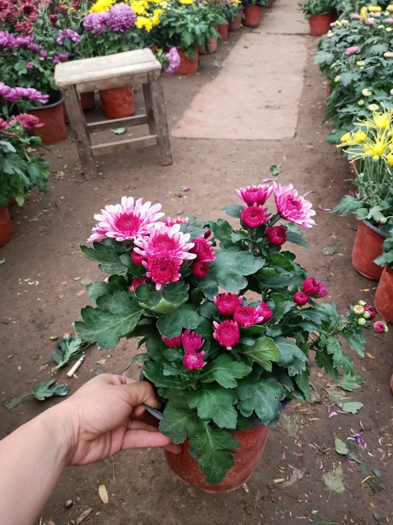 菊花盆栽菊花盆栽带花苞四季开花九月菊带花秋菊大苗花苗室内