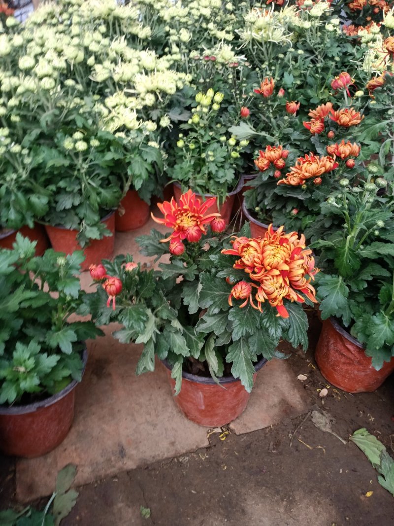 菊花盆栽菊花盆栽带花苞四季开花九月菊带花秋菊大苗花苗室内