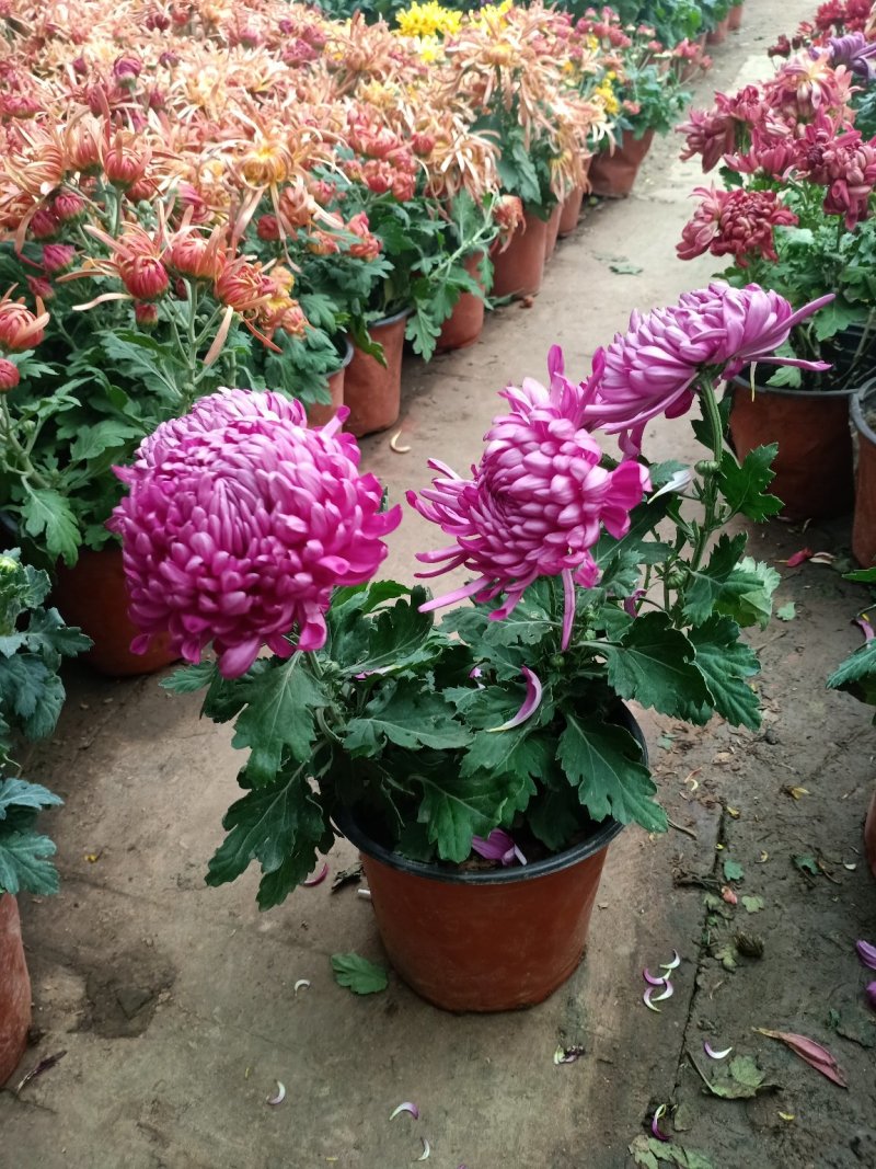 菊花盆栽菊花盆栽带花苞四季开花九月菊带花秋菊大苗花苗室内
