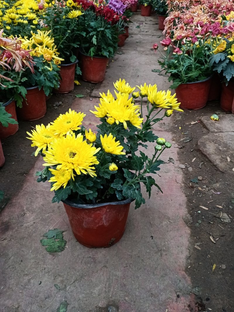 菊花盆栽菊花盆栽带花苞四季开花九月菊带花秋菊大苗花苗室内