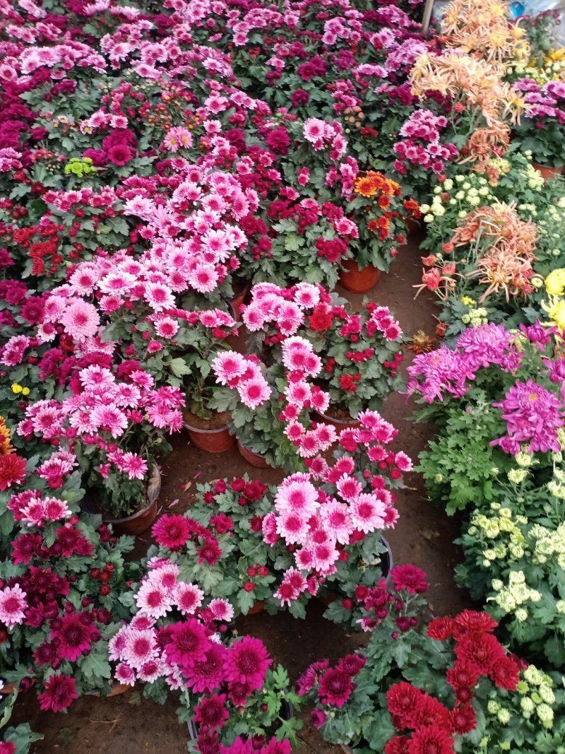 菊花盆栽菊花盆栽带花苞四季开花九月菊带花秋菊大苗花苗室内