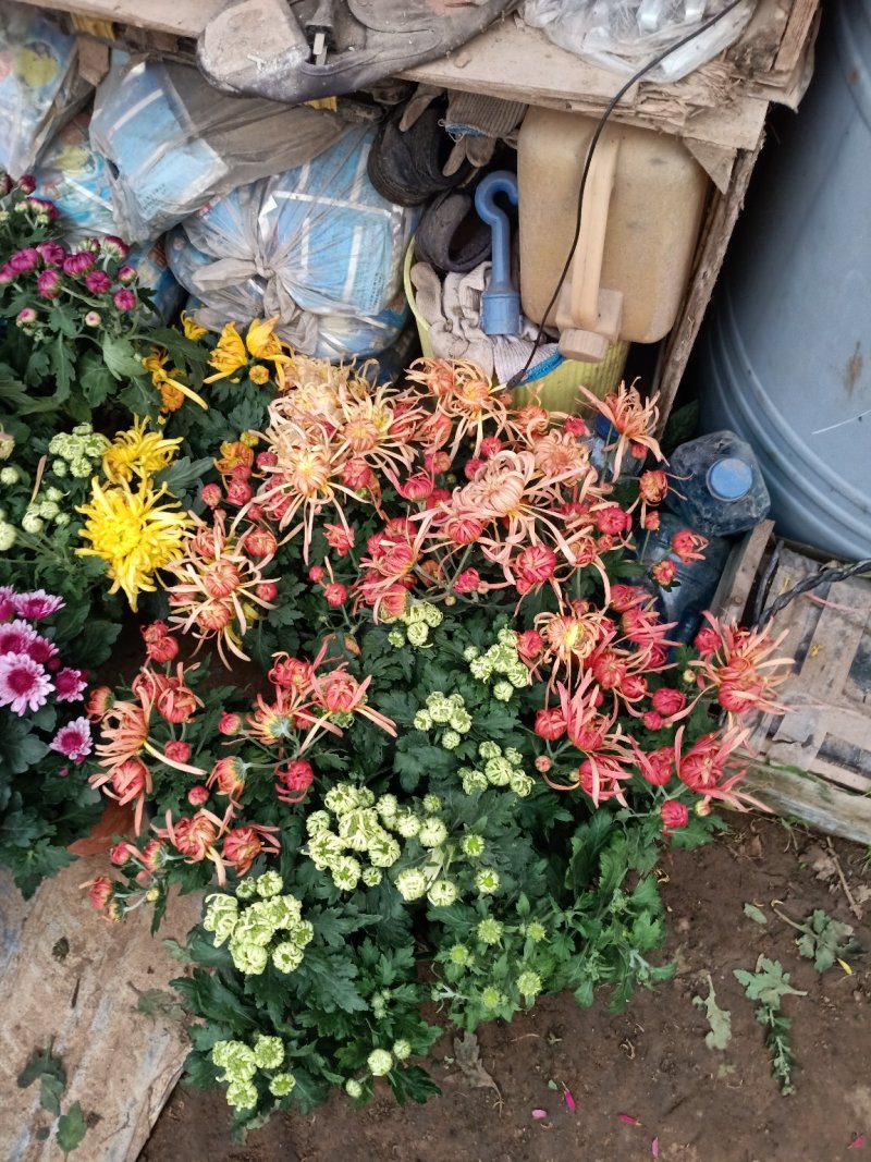 菊花盆栽菊花盆栽带花苞四季开花九月菊带花秋菊大苗花苗室内