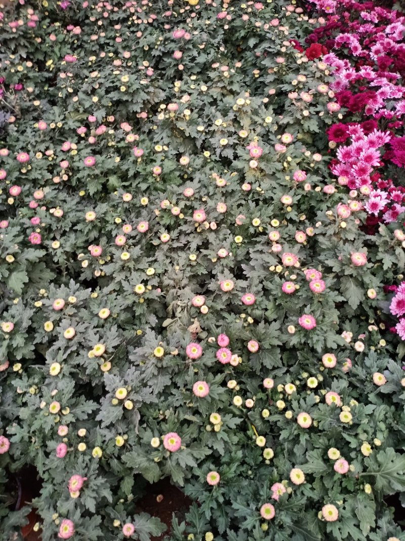 菊花盆栽菊花盆栽带花苞四季开花九月菊带花秋菊大苗花苗室内