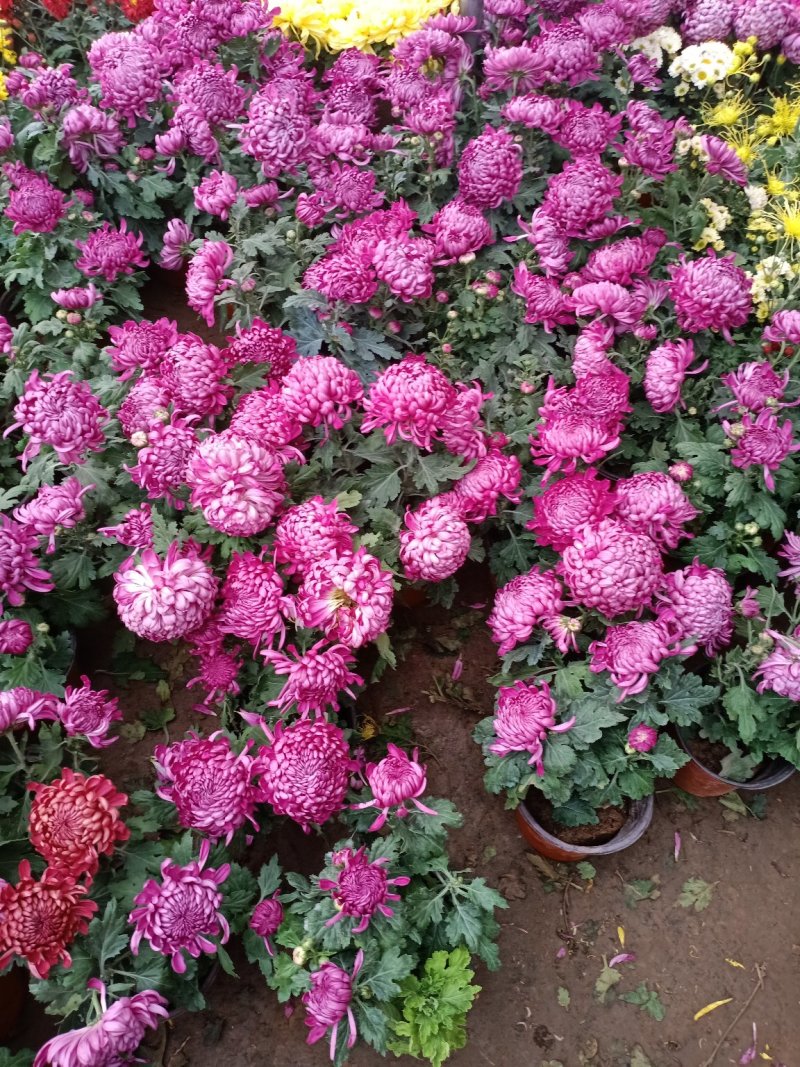 菊花盆栽菊花盆栽带花苞四季开花九月菊带花秋菊大苗花苗室内